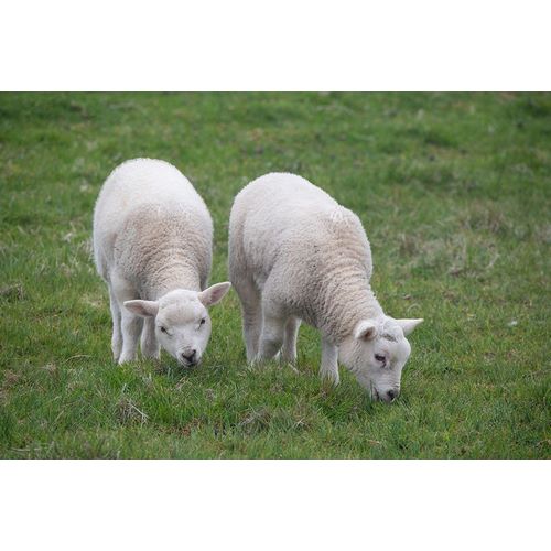 Great Britain-Shetland-Fair Isle Shetland sheep-twin lambs